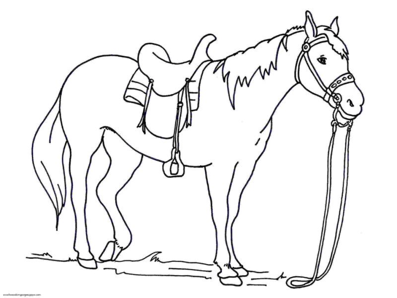 Tranh tô màu con ngựa có cái đuôi nhiều lông dài