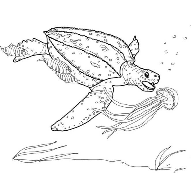 Tranh tô màu con rùa và những sinh vật biển đang bơi