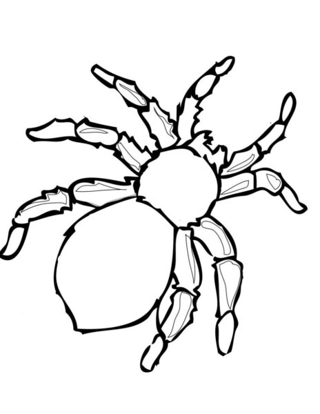 Tranh tô màu côn trùng hình con nhện