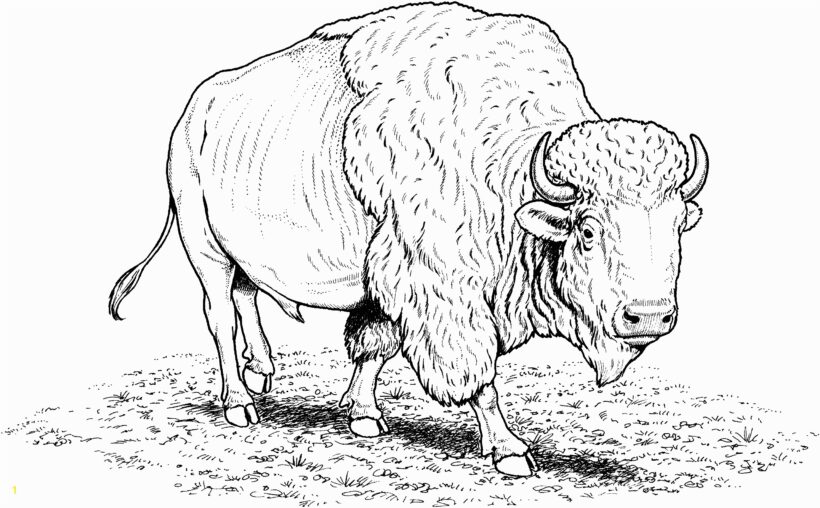 american bison coloring page Free Buffalo and Bison Coloring Pages
