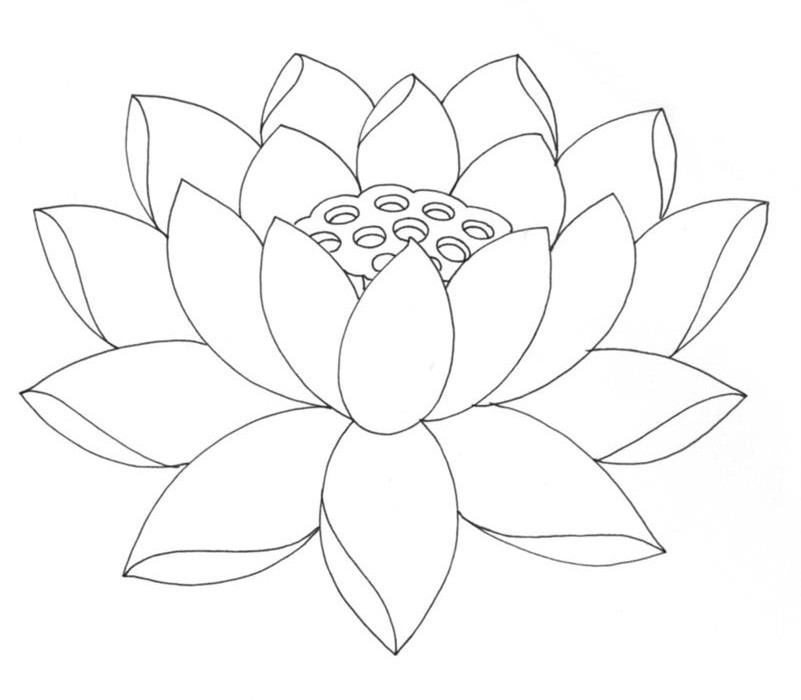 Vẽ hoa sen đơn giản  How To Draw Lotus Step By Step  Easy Drawing   YouTube
