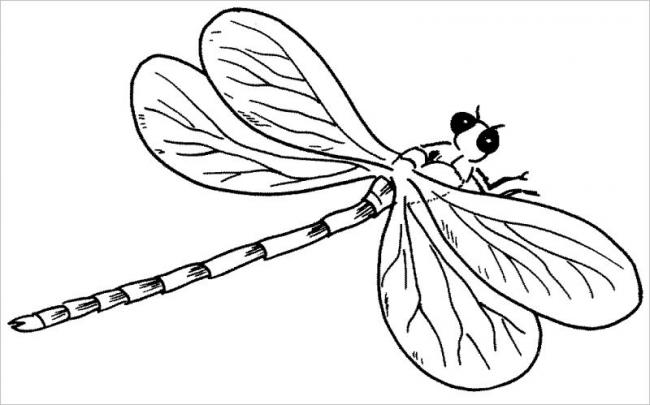 Tranh vẽ con chuồn chuồn đang bay