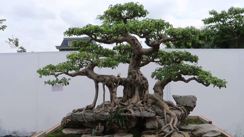 ảnh cây cảnh đẹp - cây sanh bonsai