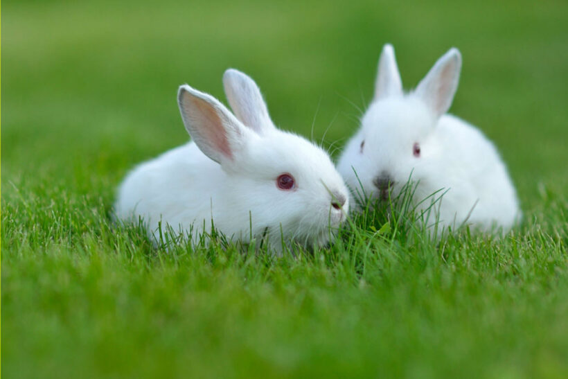 ảnh con thỏ đáng yêu bên bãi cỏ xanh