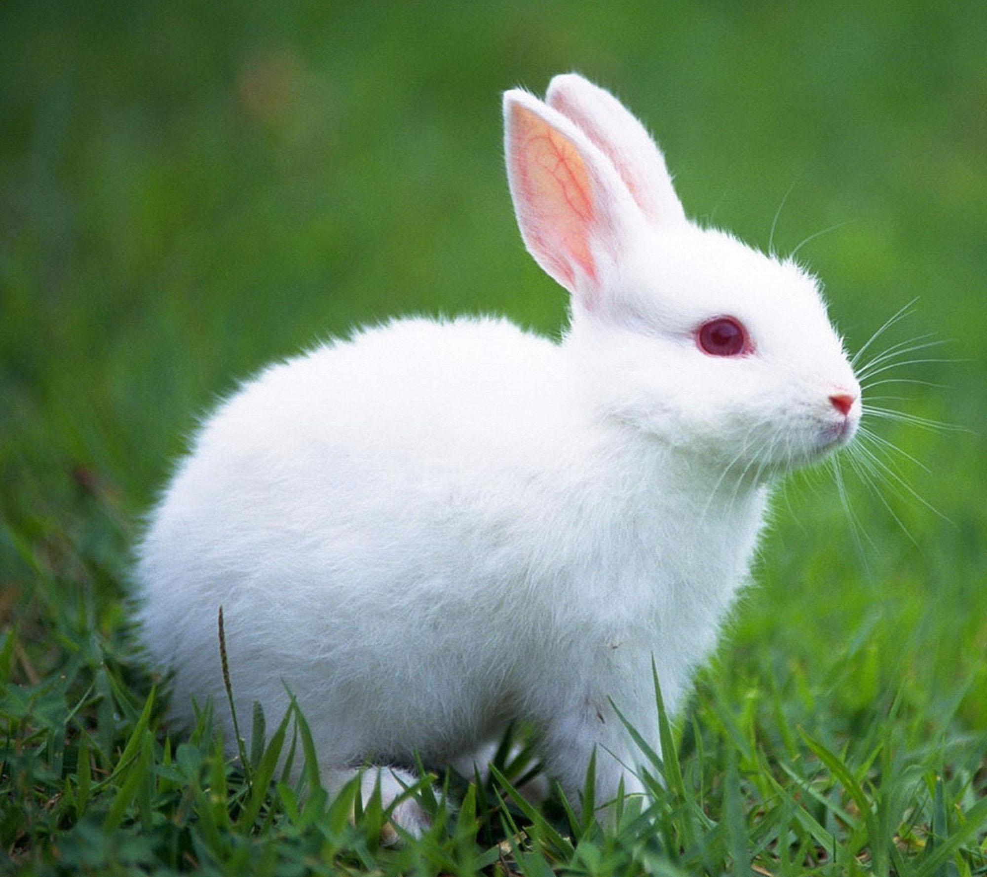 Hình Ảnh Con Thỏ Cute, Dễ Thương Đáng Yêu Đốn Tim Người Nhìn