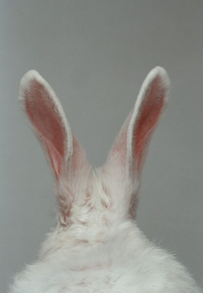 chiếc tai xinh xắn - ảnh con thỏ đáng yêu