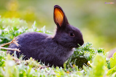 hình ảnh con thỏ