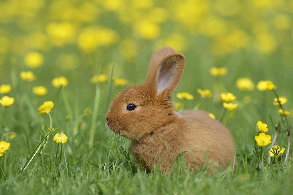Ảnh thỏ con dễ thương  Kỷ Nguyên Làm Đẹp