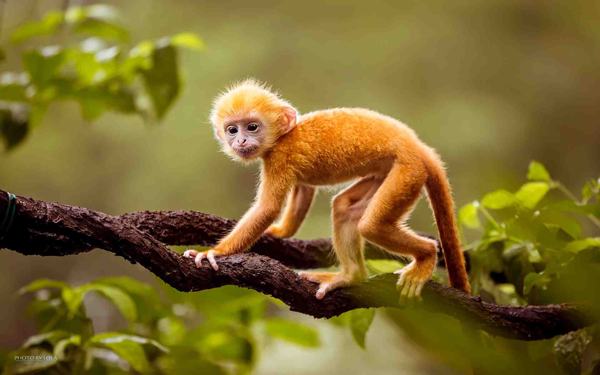 Những hình ảnh động vật dễ thương, ngộ nghĩnh nhất thế giới