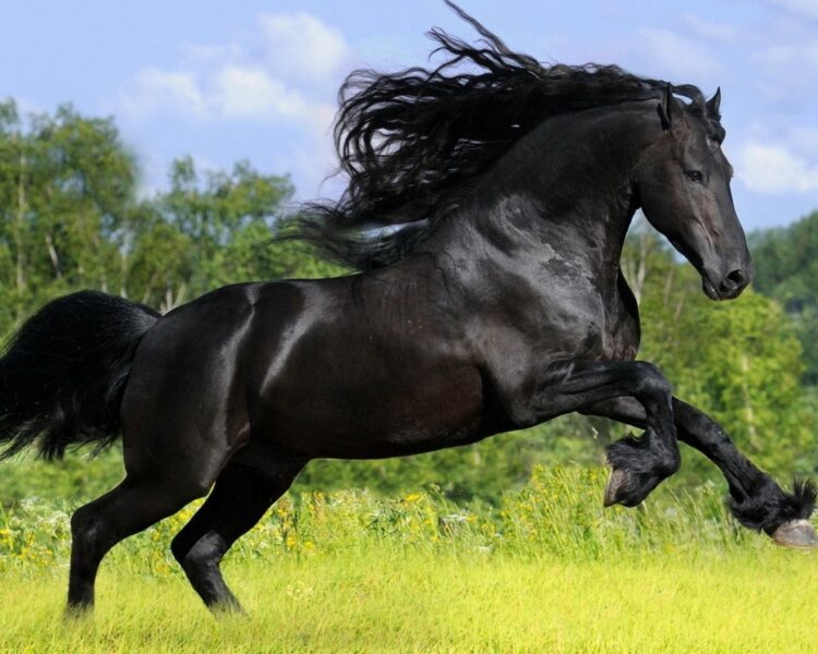 Ảnh con ngựa đang phi đẹp