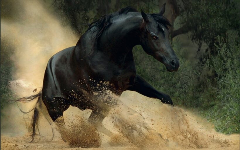 Ảnh con ngựa đen đẹp đang phi
