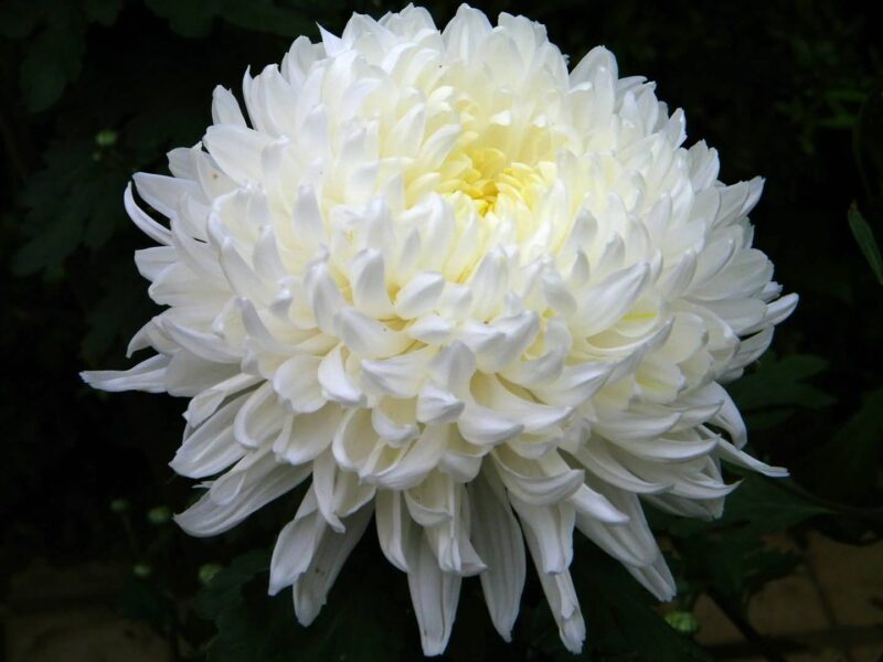 Bông hoa Cúc trắng