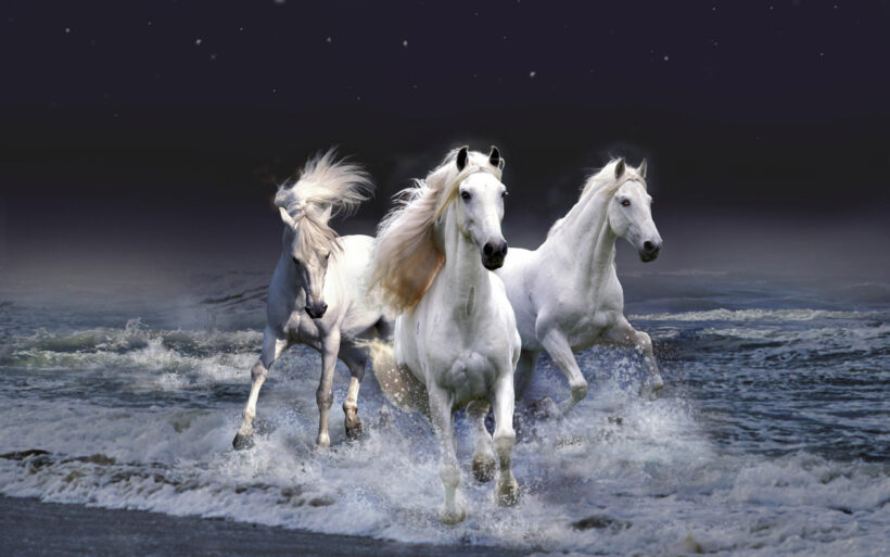 Hình ảnh 3 con ngựa trắng