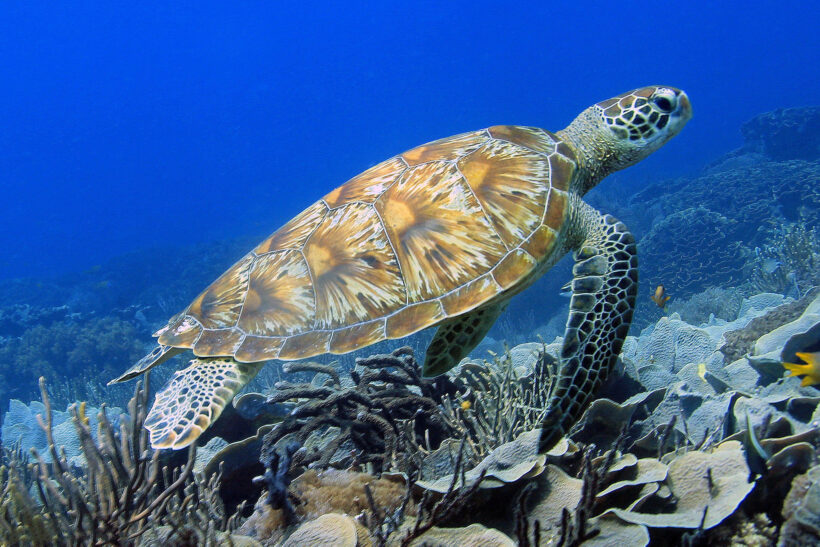 Hình ảnh con Rùa biển