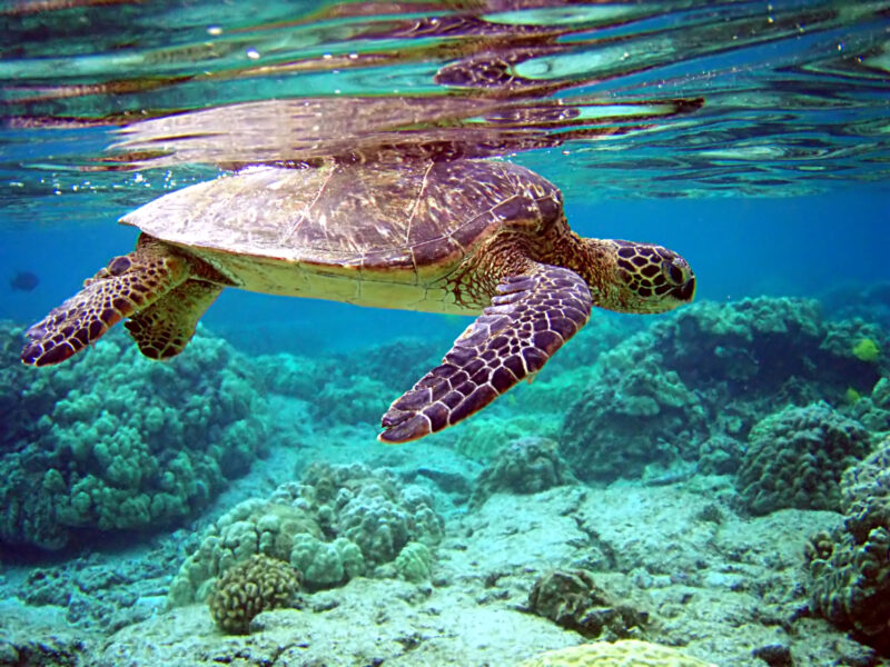 Hình ảnh con Rùa biển đẹp