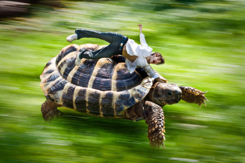 Hình ảnh con Rùa cõng người trên nền xanh lá