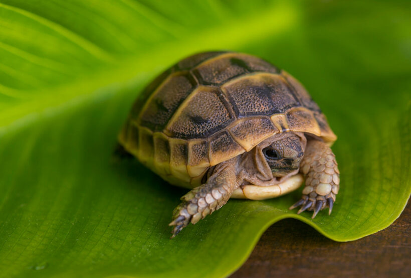 Hình ảnh con Rùa cute