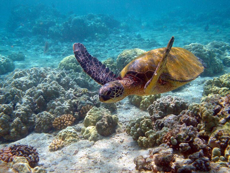 Hình ảnh con Rùa đang bơi dưới đáy Đại Dương