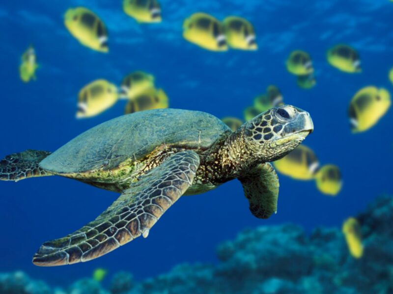 Hình ảnh con Rùa đang bơi dưới nước