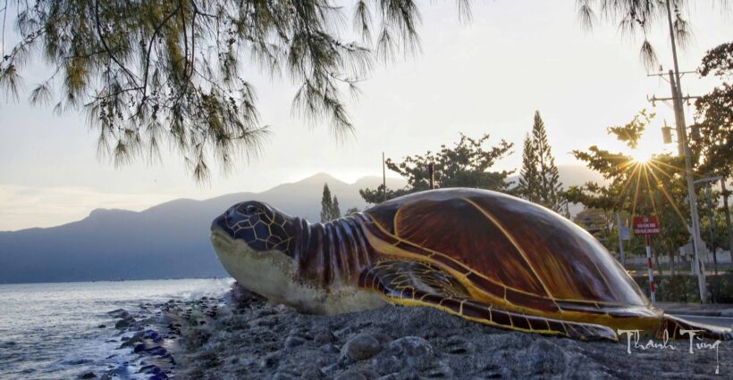 Hình ảnh con Rùa đẻ trứng ở Côn Đảo