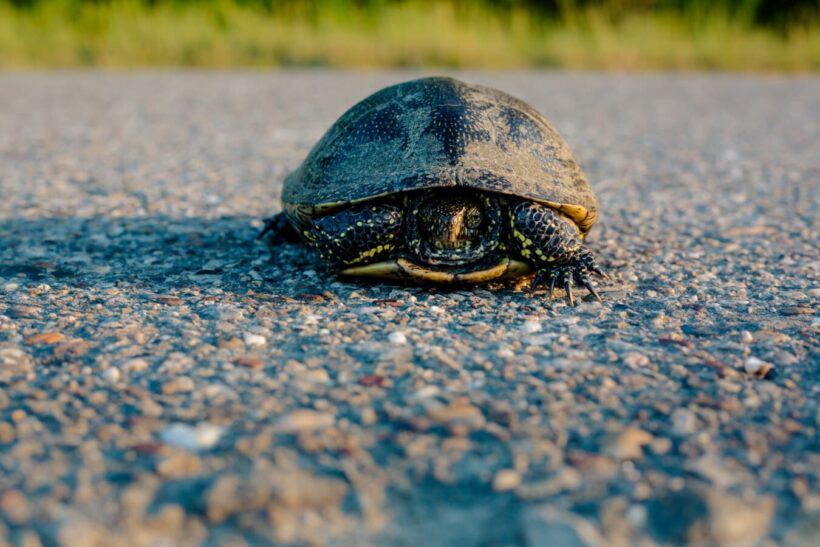Hình ảnh con Rùa di chuyển trên đường nhựa
