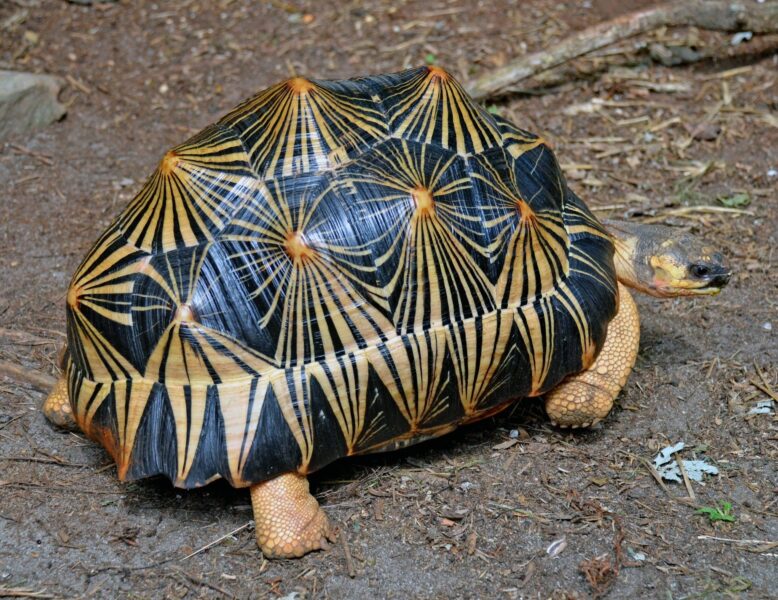 Hình ảnh con Rùa độc lạ nhất