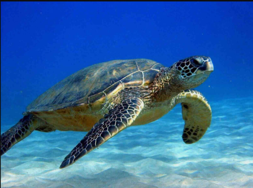 Hình ảnh con Rùa dưới nước
