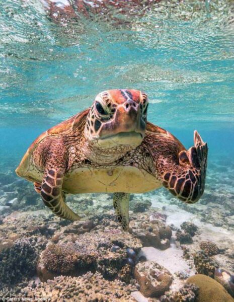 Hình ảnh con Rùa tỏ thái độ trước ống kính khiến bạn phải ngạc nhiên