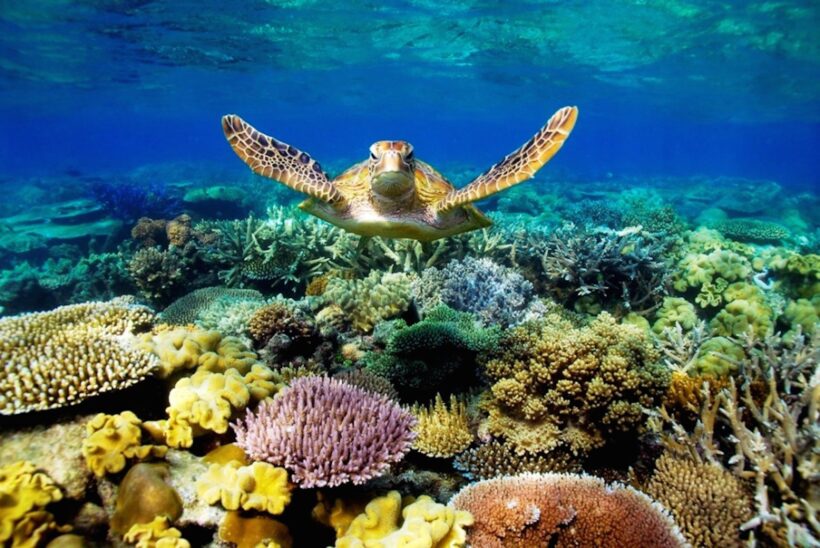 Hình ảnh con Rùa tuyệt đẹp dưới đáy biển