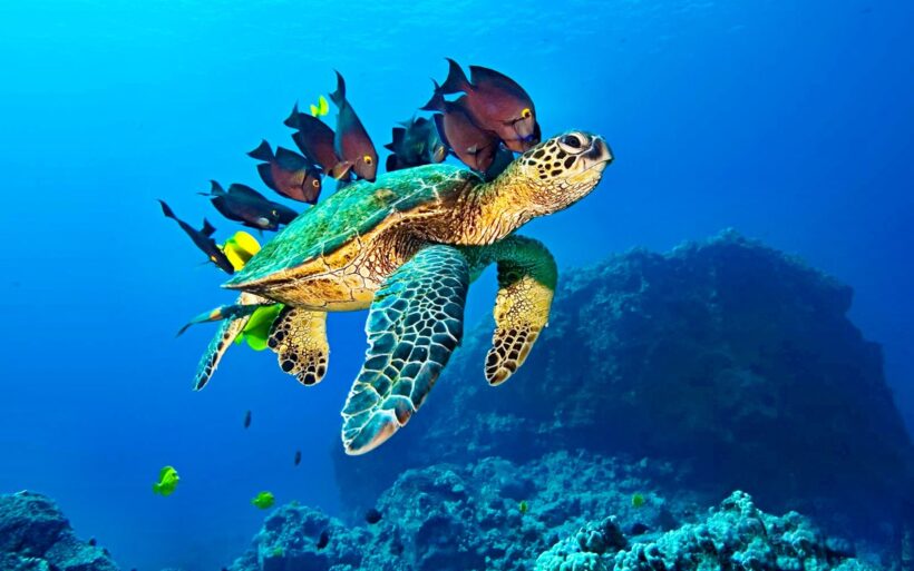 Hình ảnh con Rùa và những con cá biển