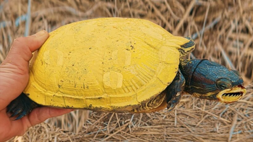 Hình ảnh con Rùa vàng quý hiếm
