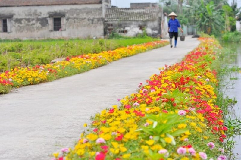 Hình ảnh con đường làng quê hoa đẹp