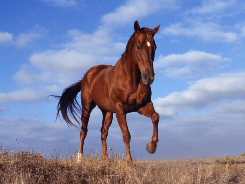 Hình ảnh con ngựa