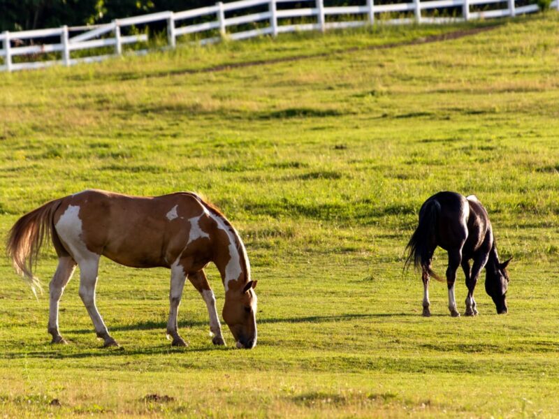 Hình ảnh con ngựa đang ăn cỏ