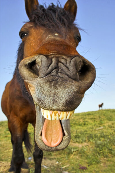 Hình ảnh con ngựa hài hước