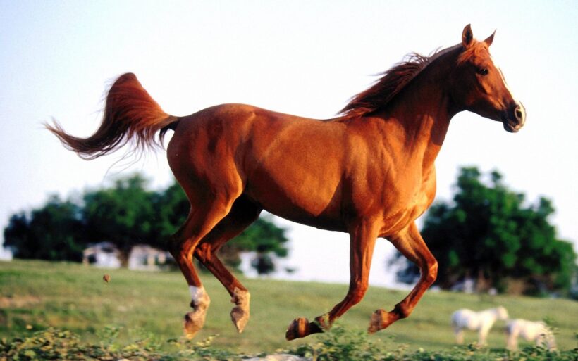 Hình ảnh con ngựa phi đẹp