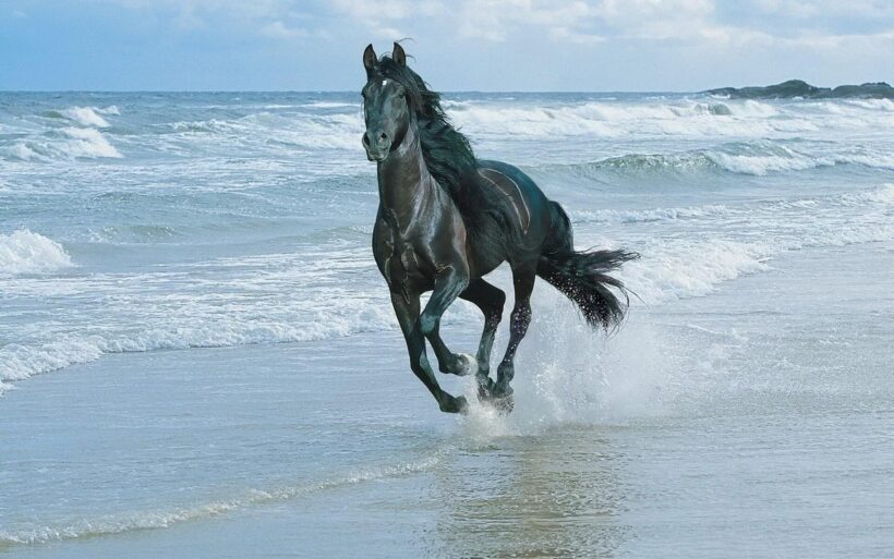 Hình ảnh con ngựa phi trên bãi biển