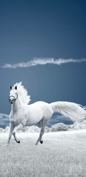 Hình ảnh con ngựa trắng đẹp
