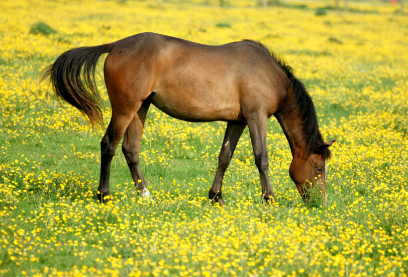 Hình ảnh con ngựa trên cánh đồng hoa