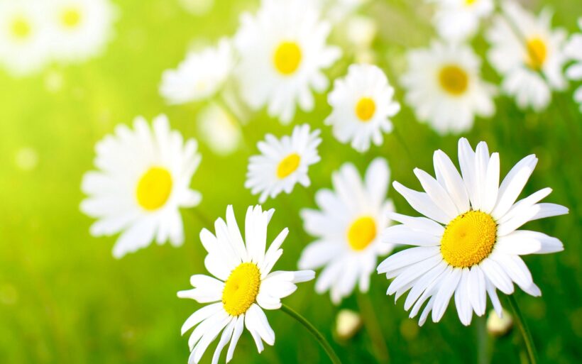 Hình ảnh đẹp về hoa Cúc trắng