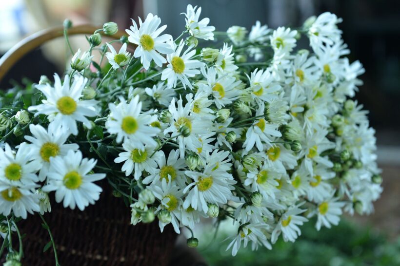 Hình ảnh giỏ hoa Cúc trắng