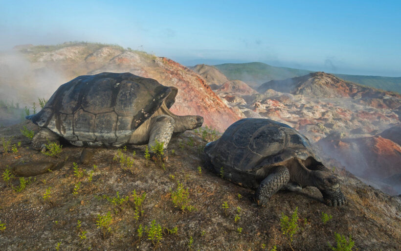 Giant tortoises on Alcedo Volcano in the Galapagos Islands