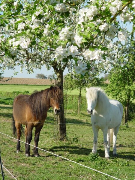 Hình ảnh hai con ngựa dưới gốc cây hoa