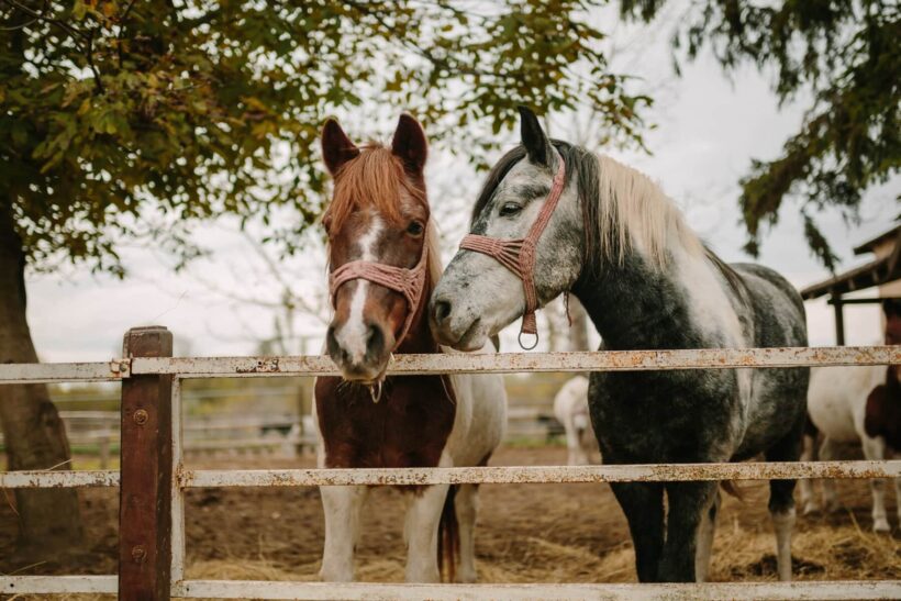 Hình ảnh hai con ngựa trong chuồng