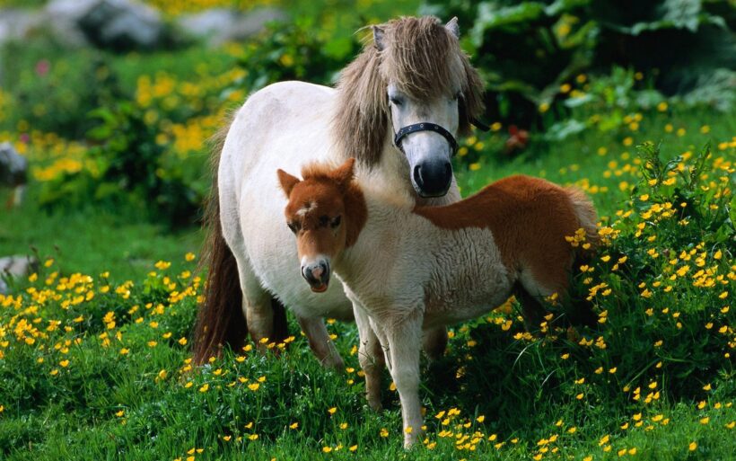 Hình ảnh hai mẹ con nhà ngựa
