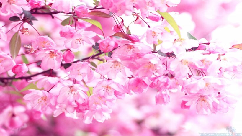 Hình ảnh hoa Anh Đào màu hồng đẹp