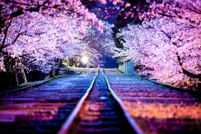 Hình ảnh hoa Anh Đào ở ven đường sắt