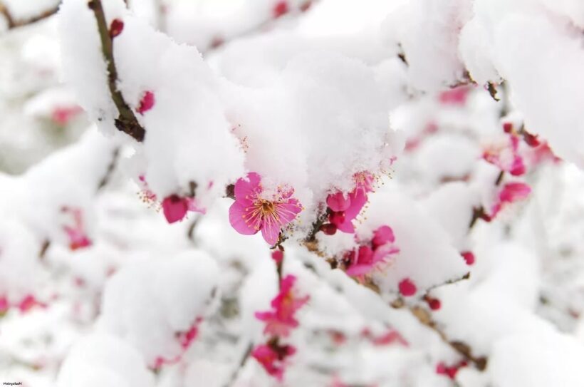 Hình ảnh hoa Anh Đào trong tuyết