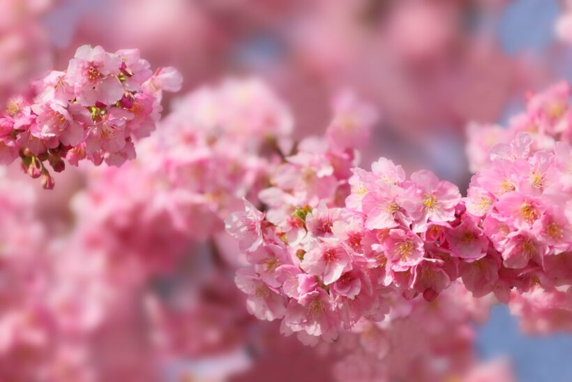 Hình ảnh hoa Anh Đào tuyệt đẹp cho ngày tết