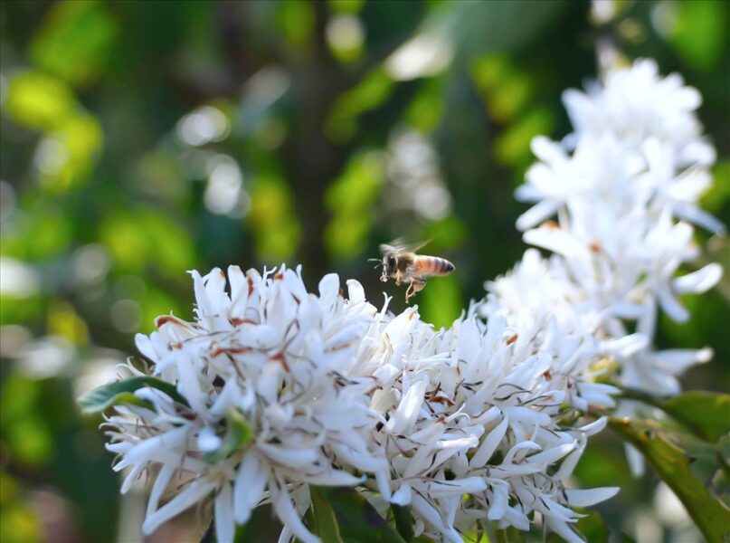 Hình ảnh hoa Cà Phê và con ong đi lấy mật